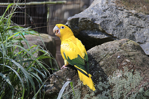 giallo