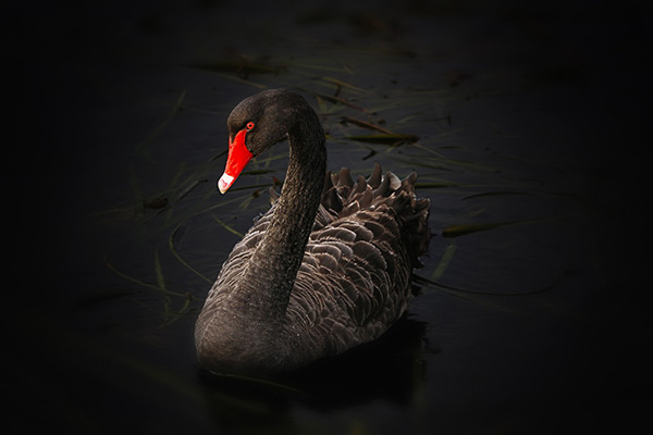 colore nero
